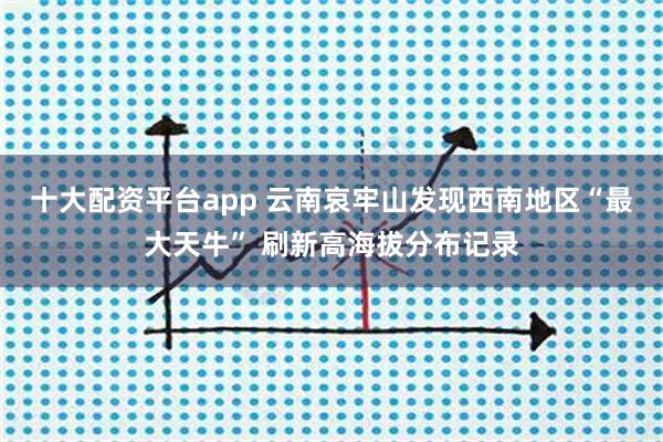 十大配资平台app 云南哀牢山发现西南地区“最大天牛” 刷新高海拔分布记录